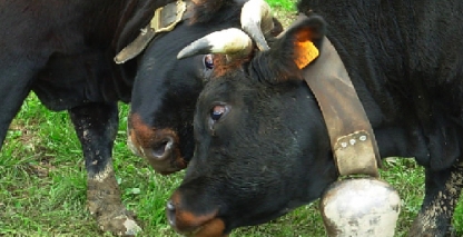 Portes du Soleil cows